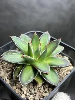 2026年最新】王妃笹の雪b型の人気アイテム - メルカリ