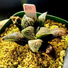 1164 ◎◎ 姫砂糖 カキコ 小型美種多肉植物 ハオルチア アロエ - メルカリ