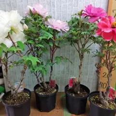 開花終わり牡丹株⭐️4品種⭐️4鉢⭐️発送時花落とします⭐️6号鉢のサムネイル