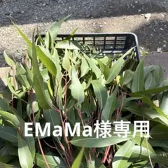 レモンユーカリ