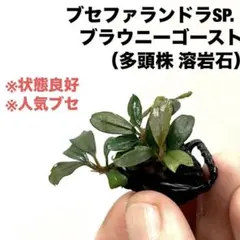 ブセファランドラ ブラウニーゴースト2011-2012ナカモト1株