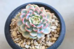 エケベリア・ミニマ斑入り