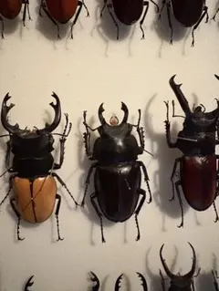 2026年最新】標本の人気アイテム - メルカリ