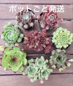 2026年最新】センペルビウム セットの人気アイテム - メルカリ