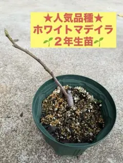 ✨人気品種✨ホワイトマデイラ２年生③white madeira