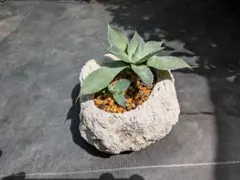 アガベ　軽石鉢のサムネイル