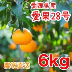 農家直送　愛媛県産　愛果28号(紅まどんな) 家庭用　6kg