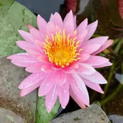 ♡COCOA♡MILK♡様 リクエスト 2点 まとめ商品