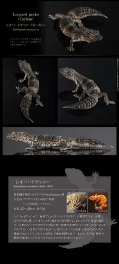 いきもの大図鑑 SELECTED EDITIONレオパードゲッコー（カーボン）