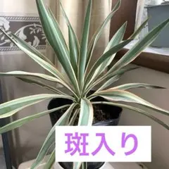 2026年最新】ユッカグロリオサの人気アイテム - メルカリ