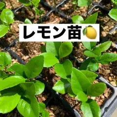 Tatsuya Yamasita様 リクエスト 3点 まとめ商品