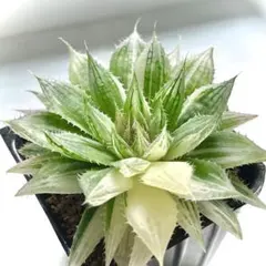 ハオルチア ボルシー交配錦 2025年最新】ハオルチア ボルシー錦の人気アイテム - メルカリ