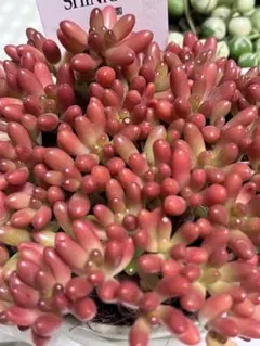 2026年最新】虹の玉の人気アイテム - メルカリ