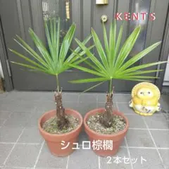 2026年最新】シュロの木の人気アイテム - メルカリ