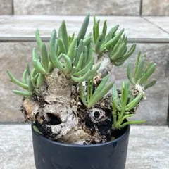 チレコドン　レティキュラータス　No.001　鉢、送料込　メルカリ便 2025年最新】チレコドン 万物想の人気アイテム - メルカリ