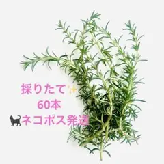 ローズマリー 切り枝 カット苗 20本 無農薬 挿木 挿穂 フレッシュ