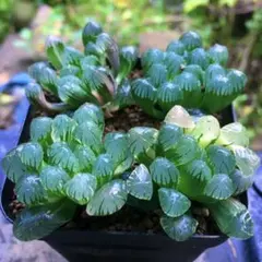 激安】オブツーサ錦 子株 超豪華 12株 セット 黄斑白斑 ハオルチア