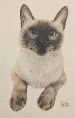 「シャム猫」色鉛筆画イラスト