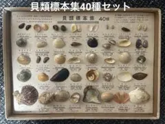 2026年最新】貝類標本の人気アイテム - メルカリ