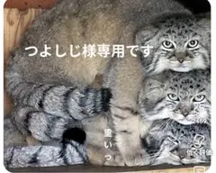 つよしじ様専用