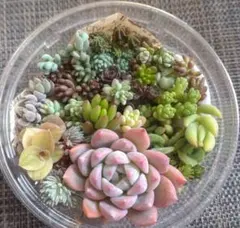 はるみ様 リクエスト 2点 まとめ商品