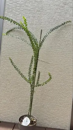 大苗 サンカクバアカシア 三角葉アカシア テラコッタ鉢植え 苗 ミモザ