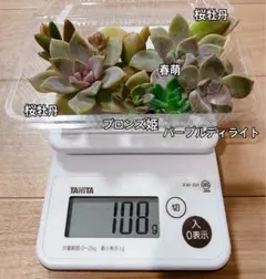 【多肉植物】普及種　カット苗　葉挿し　Bのサムネイル