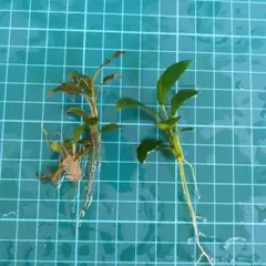 Hito2627  プロフ必読様 リクエスト 3点 まとめ商品