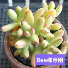 Bee様 リクエスト 2点 まとめ商品