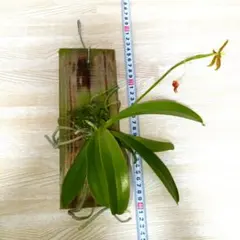 ⑤ファレノプシス コルヌセルビ 胡蝶蘭原種 板付け 観葉植物 着生植物 着生ランのサムネイル