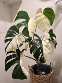 2026年最新】フルムーン モンステラの人気アイテム - メルカリ