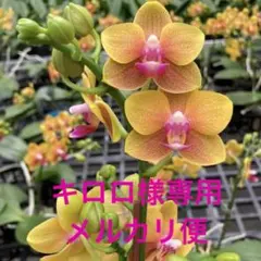 キロロ様 リクエストメルカリ便 3点 まとめ商品