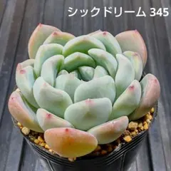 シックドリーム 345 エケベリア 多肉植物 抜き苗