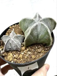 2025年最新】ランポー玉の人気アイテム - メルカリ