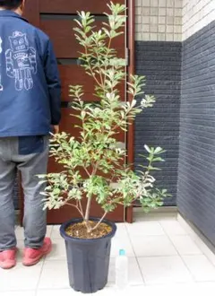 2025年最新】バンクシアの人気アイテム - メルカリ