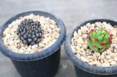 多肉植物2品種セット「ルビーティント&シノクラッスラ・四馬路」