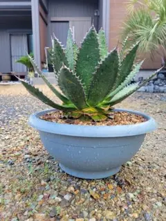 2026年最新】ホリダ アガベの人気アイテム - メルカリ