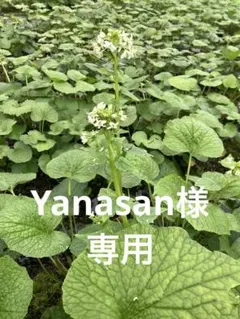 Yanasan様専用