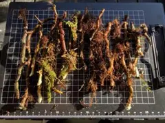 そば太郎様 リクエスト 2点 まとめ商品