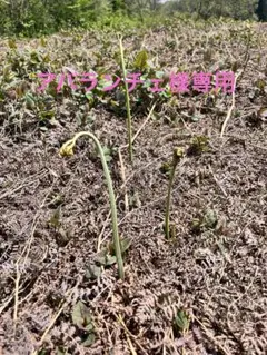 アバランチェ様専用★わらび