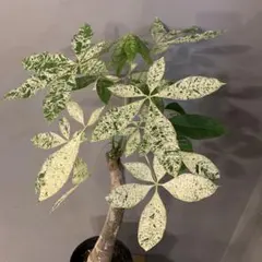 2026年最新】パキラ ミルキーウェイの人気アイテム - メルカリ