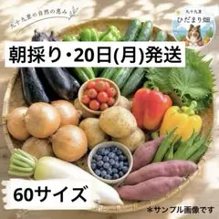 野菜詰め合わせ 60サイズ 減農薬 除草剤不使用 【収穫、準備出来次第発送】のサムネイル