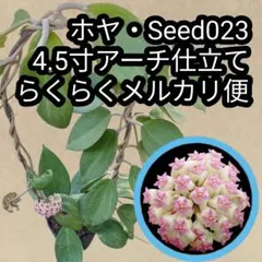 0456 Hoya ホヤ クラッシペティオラータ スプラッシュ ベトナム原産