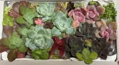 ク*ャ様 箱いっぱい盛り盛りセット ④ エケベリア　セダム　多肉植物　カット苗