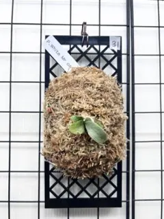 su_aqua様 リクエスト 2点 まとめ商品