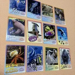 鳥羽水族館 コレクションカード vol.2 TOBA とばすい コレカ トレカ