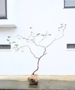 2026年最新】山採り アセビの人気アイテム - メルカリ