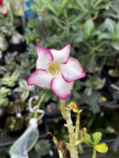 アデニウム　４株　su-aqua様専用