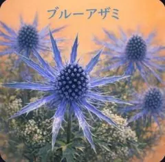 ま*き様 【エリンジューム プラチナム 】 メタリックブルー 保湿抜き苗★良苗２のサムネイル