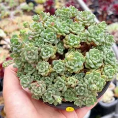 m*s様 ブロメリア billbergia little black - メルカリ
